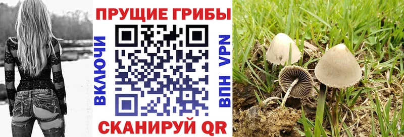Галлюциногенные грибы Psilocybe  Надым 